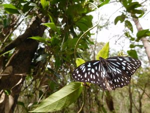 blue butterfly brisbane