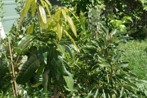 brisbane fruit trees