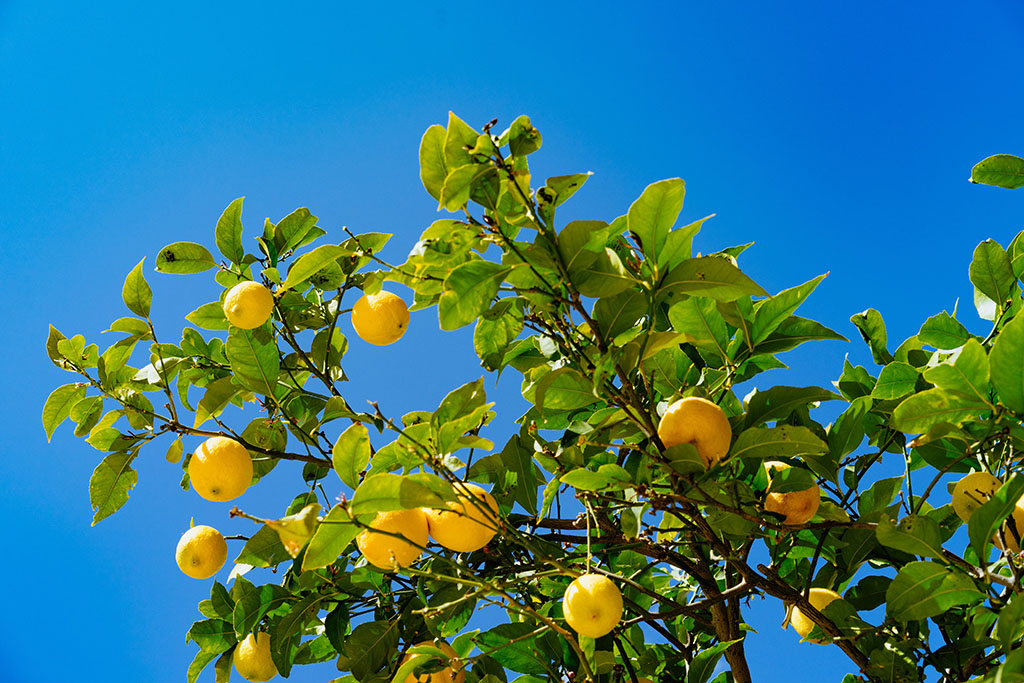 The Essential List of Fruit Trees for Brisbane Backyards - Brisbanista