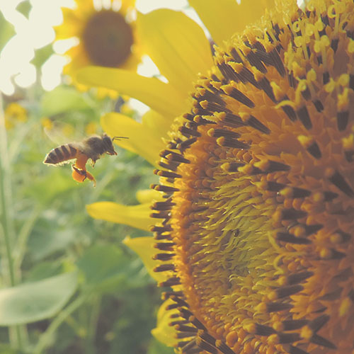 honey bee sunflower