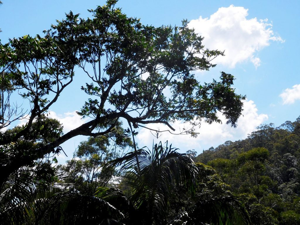 tamborine rainforest skywalk