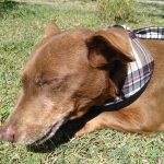 dash dog wearing bandana