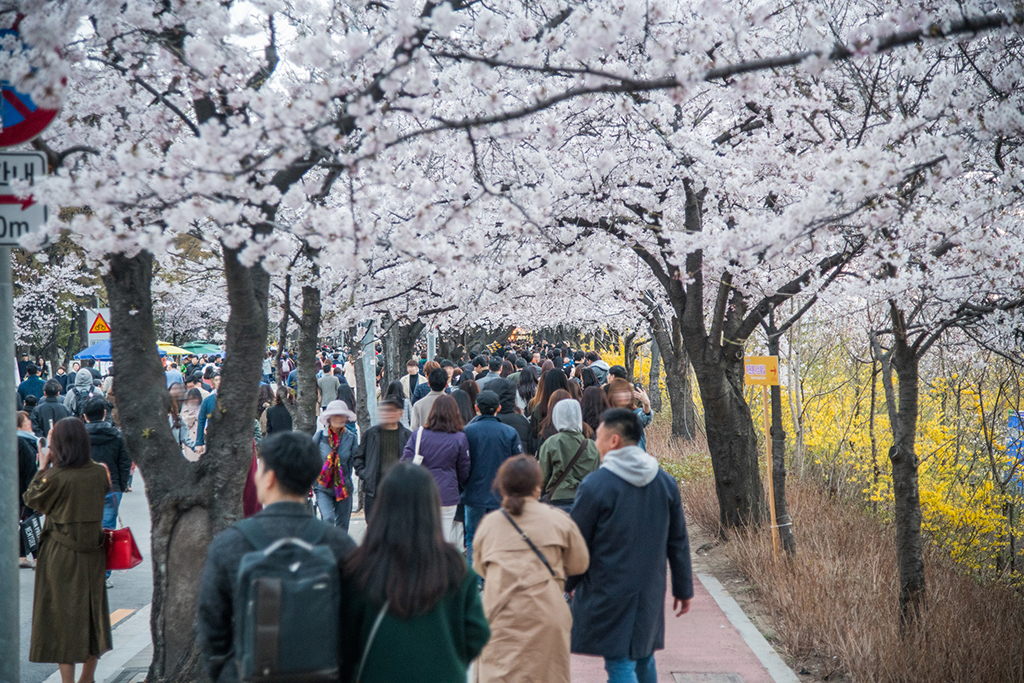 korea spring blossoms