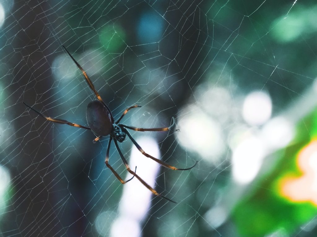 australian spider