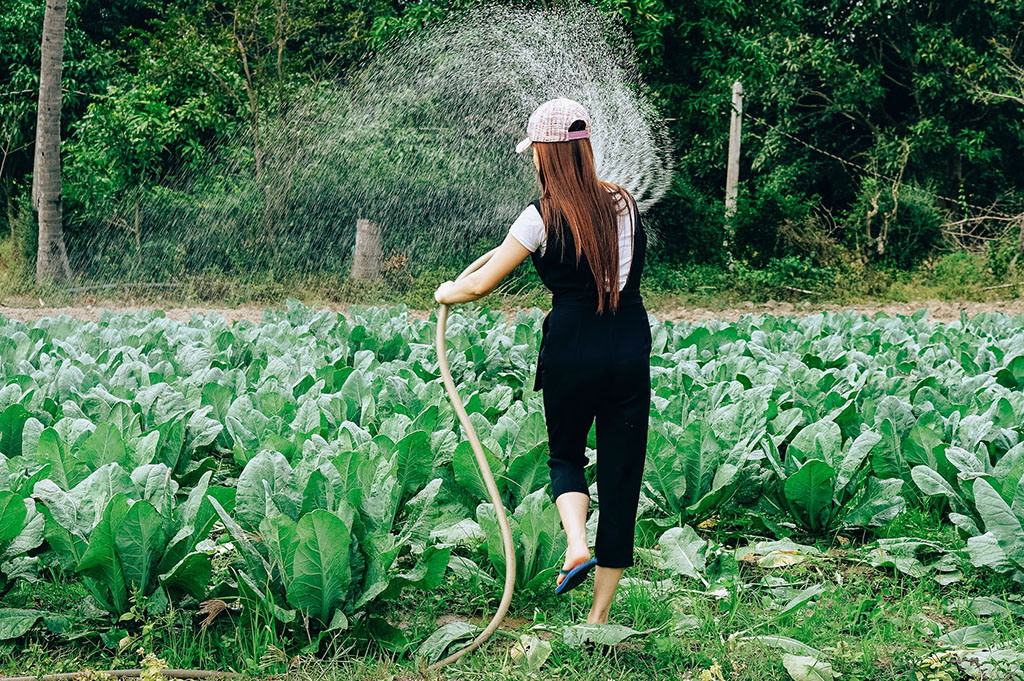 Beautiful young female watering in organic vegetable farm
