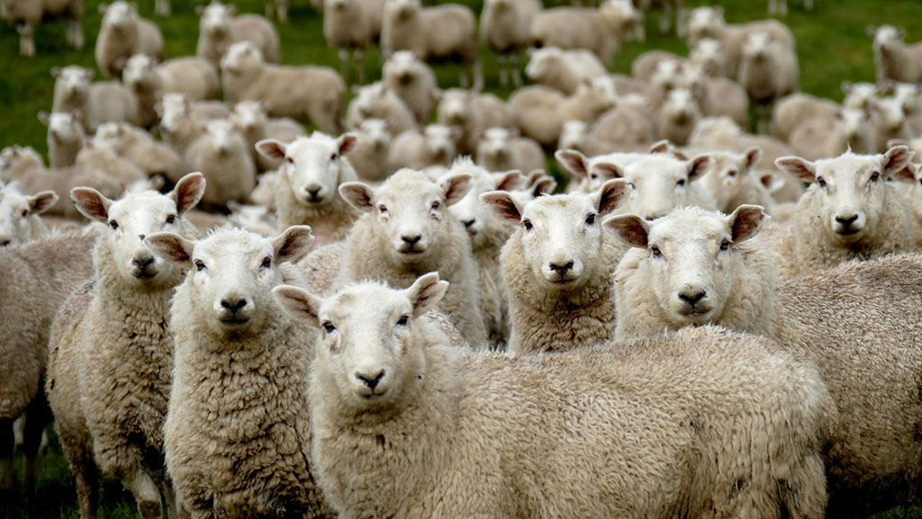 Flock of Sheep Southland New Zealand