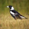 Australian magpie bird